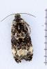 Endothenia sp.